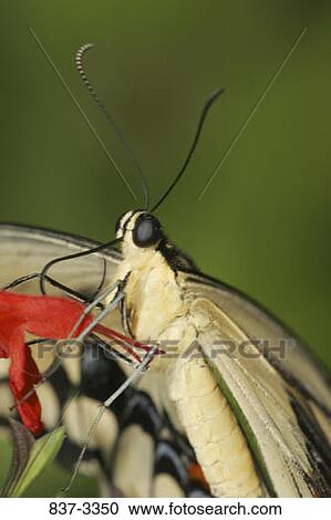 Stock Image - Giant Swallowtail butterfly (Papilio cresphontes) pollinating a flower. Fotosearch