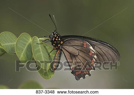 Gold Rim Swallowtail butterfly (Battus polydamas) on a leaf View Large Photo Image Stock Photo - Gold Rim Swallowtail butterfly (Battus polydamas) on a leaf. Fotosearch