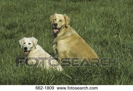 Golden Retriever dog and a puppy sitting on grass View Large Photo Image Stock Photo - Golden Retriever dog and a puppy sitting on grass. Fotosearch
