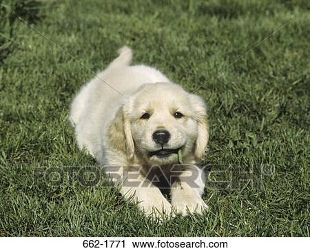 Golden Retriever puppy chewing a leaf View Large Photo Image Stock Image - Golden Retriever puppy chewing a leaf. Fotosearch