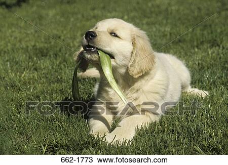Golden Retriever puppy chewing a leaf View Large Photo Image Stock Image - Golden Retriever puppy chewing a leaf. Fotosearch
