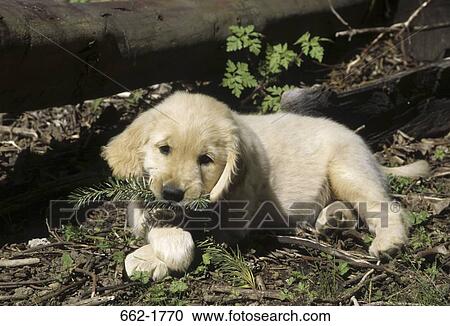 Golden Retriever puppy chewing leaves View Large Photo Image Stock Image - Golden Retriever puppy chewing leaves. Fotosearch