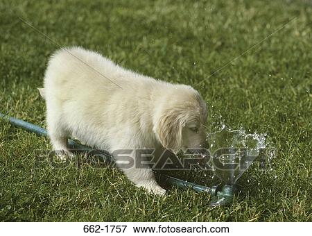 Golden Retriever puppy drinking water from hose View Large Photo Image Stock Photo - Golden Retriever puppy drinking water from hose. Fotosearch