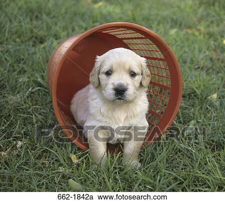 Golden Retriever puppy in a basket View Large Photo Image Stock Image - Golden Retriever puppy in a basket. Fotosearch