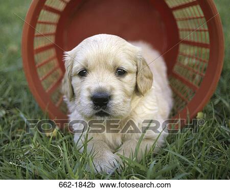 Golden Retriever puppy in a basket View Large Photo Image Stock Image - Golden Retriever puppy in a basket. Fotosearch