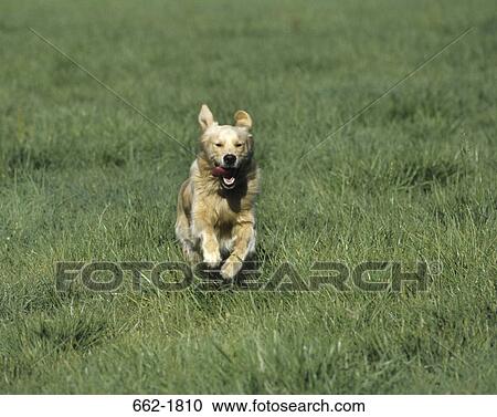 Stock Image - Golden Retriever puppy running in a field. Fotosearch