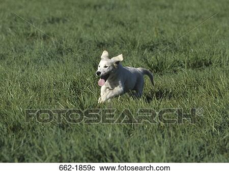 Golden Retriever puppy running in a field View Large Photo Image Stock Image - Golden Retriever puppy running in a field. Fotosearch