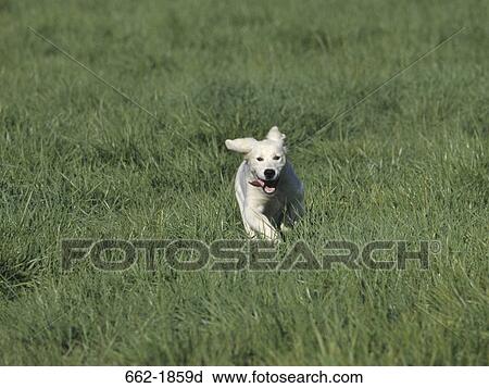 Golden Retriever puppy running in a field View Large Photo Image Stock Image - Golden Retriever puppy running in a field. Fotosearch