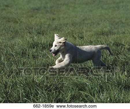 Golden Retriever puppy running in a field View Large Photo Image Stock Image - Golden Retriever puppy running in a field. Fotosearch