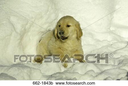 Golden Retriever puppy sitting in snow View Large Photo Image Stock Image - Golden Retriever puppy sitting in snow. Fotosearch