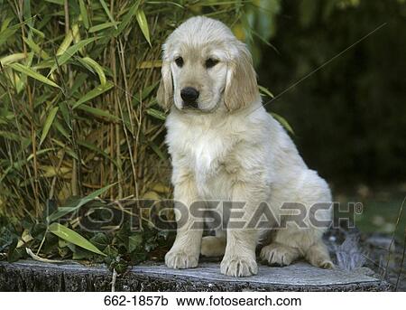 Golden Retriever puppy sitting on a tree stump View Large Photo Image Stock Image - Golden Retriever puppy sitting on a tree stump. Fotosearch