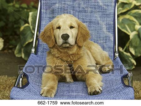 Golden Retriever puppy sitting on a chair View Large Photo Image Stock Photo - Golden Retriever puppy sitting on a chair. Fotosearch