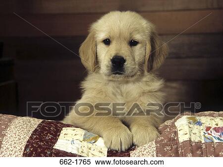 Golden Retriever puppy sitting on the bed View Large Photo Image Stock Photography - Golden Retriever puppy sitting on the bed. Fotosearch