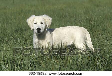 Golden Retriever puppy standing in a field View Large Photo Image Stock Image - Golden Retriever puppy standing in a field. Fotosearch