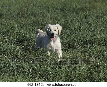 Golden Retriever puppy standing in a field View Large Photo Image Stock Image - Golden Retriever puppy standing in a field. Fotosearch