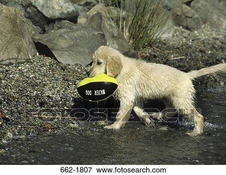 Golden Retriever puppy with a ball in its mouth View Large Photo Image Stock Photo - Golden Retriever puppy with a ball in its mouth. Fotosearch