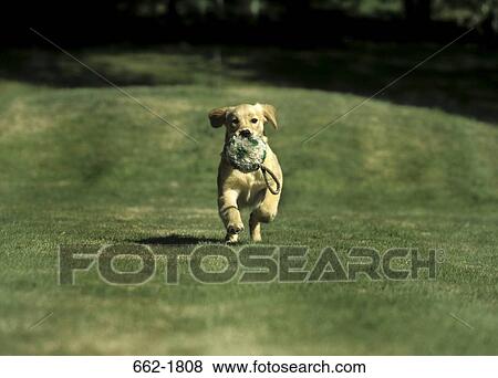 Golden Retriever puppy with a chew bone in its mouth View Large Photo Image Stock Photo - Golden Retriever puppy with a chew bone in its mouth. Fotosearch