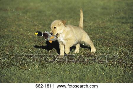 Golden Retriever puppy with a toy in its mouth View Large Photo Image Stock Image - Golden Retriever puppy with a toy in its mouth. Fotosearch