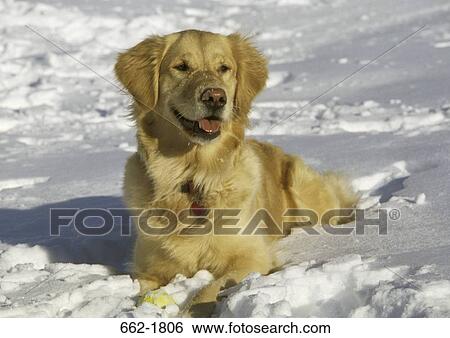 Golden Retriever resting on snow View Large Photo Image Stock Photograph - Golden Retriever resting on snow. Fotosearch