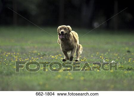 Golden Retriever running in a field View Large Photo Image Picture - Golden Retriever running in a field. Fotosearch