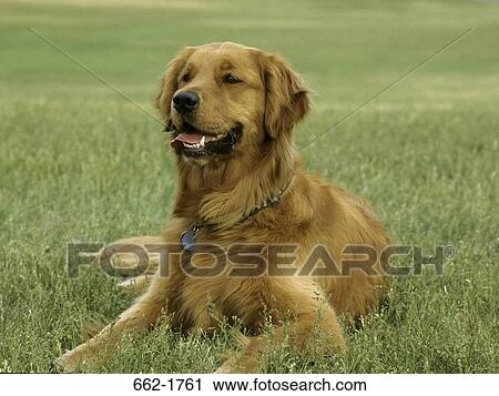 Golden Retriever sitting on grass View Large Photo Image Stock Image - Golden Retriever sitting on grass. Fotosearch