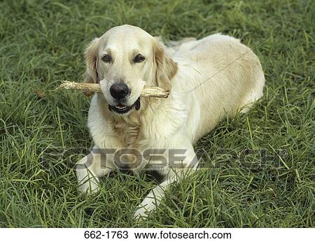 Golden Retriever with a stick in its mouth View Large Photo Image Stock Image - Golden Retriever with a stick in its mouth. Fotosearch