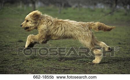 Goldendoodle running in a field View Large Photo Image Stock Image - Goldendoodle running in a field. Fotosearch