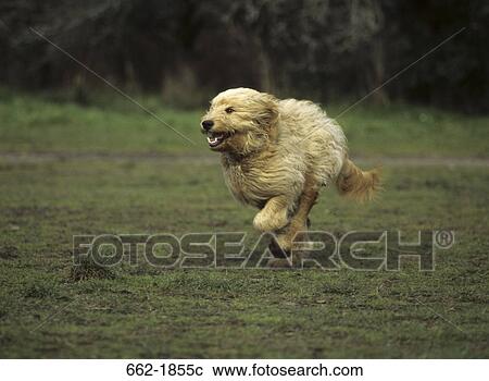 Goldendoodle running in a field View Large Photo Image Stock Image - Goldendoodle running in a field. Fotosearch