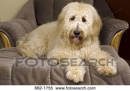 Stock Photography - Goldendoodle sitting on a table. Fotosearch