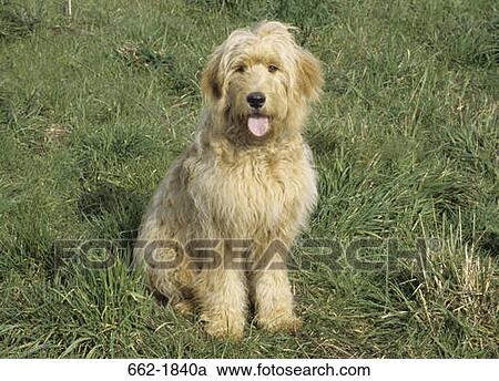 Goldendoodle sitting on grass View Large Photo Image Stock Image - Goldendoodle sitting on grass. Fotosearch