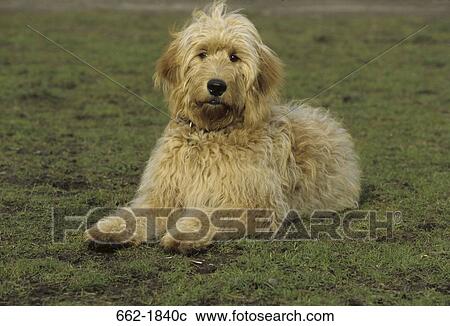 Stock Image - Goldendoodle sitting on grass. Fotosearch