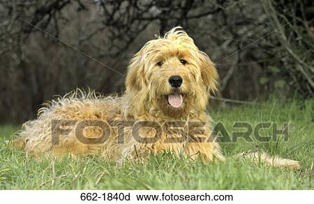 Goldendoodle sitting on grass View Large Photo Image Stock Image - Goldendoodle sitting on grass. Fotosearch