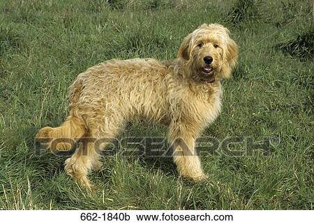 Goldendoodle standing in a field View Large Photo Image Stock Image - Goldendoodle standing in a field. Fotosearch