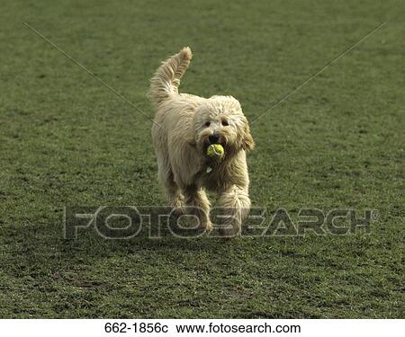 Goldendoodle with a ball in its mouth View Large Photo Image Stock Image - Goldendoodle with a ball in its mouth. Fotosearch