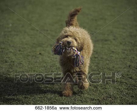 Goldendoodle with a chew bone in its mouth View Large Photo Image Stock Image - Goldendoodle with a chew bone in its mouth. Fotosearch