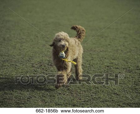 Goldendoodle with a chew bone in its mouth View Large Photo Image Stock Image - Goldendoodle with a chew bone in its mouth. Fotosearch