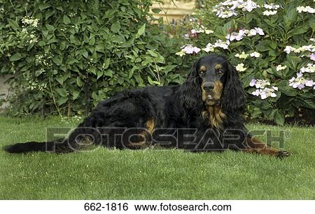 Gordon Setter sitting on grass View Large Photo Image Stock Photograph - Gordon Setter sitting on grass. Fotosearch