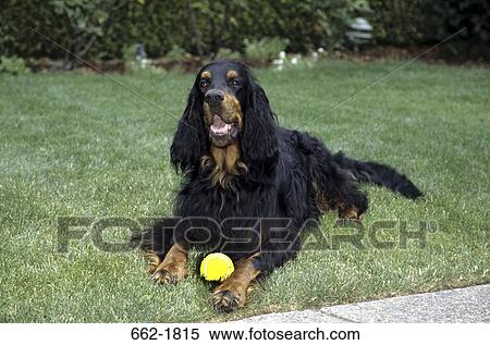 Stock Photography - Gordon Setter sitting on grass. Fotosearch