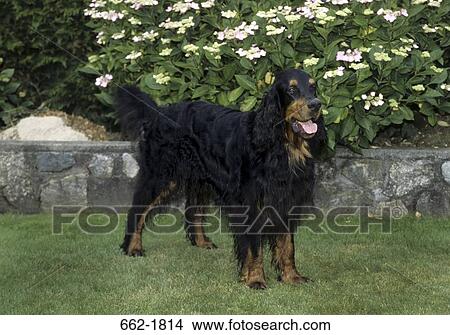 Gordon Setter standing in a lawn View Large Photo Image Picture - Gordon Setter standing in a lawn. Fotosearch