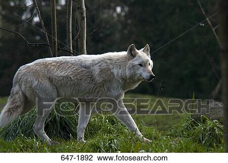 Gray wolf (Canis lupus) foraging in the forest View Large Photo Image Stock Image - Gray wolf (Canis lupus) foraging in the forest. Fotosearch