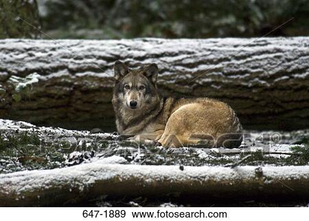 Gray wolf (Canis lupus) sitting on snow covered grass View Large Photo Image Stock Photo - Gray wolf (Canis lupus) sitting on snow covered grass. Fotosearch
