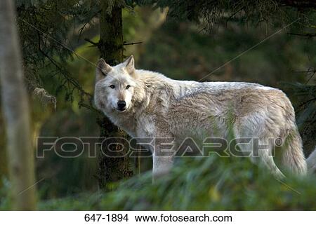 Gray wolf (Canis lupus) standing in the forest View Large Photo Image Picture - Gray wolf (Canis lupus) standing in the forest. Fotosearch