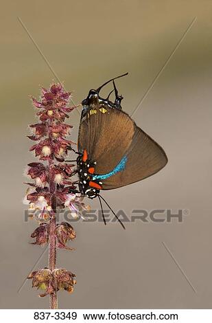 Great Purple Hairstreak butterfly (Atlides halesus) pollinating a flower View Large Photo Image Stock Photo - Great Purple Hairstreak butterfly (Atlides halesus) pollinating a flower. Fotosearch
