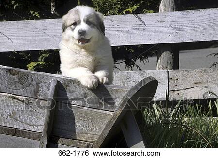 Great Pyrenees puppy leaning on a bench View Large Photo Image Stock Photograph - Great Pyrenees puppy leaning on a bench. Fotosearch