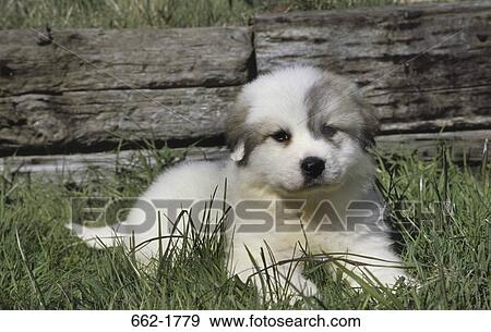 Stock Photo - Great Pyrenees puppy sitting on grass. Fotosearch
