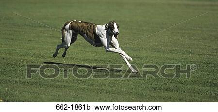 Stock Image - Greyhound running in a field. Fotosearch