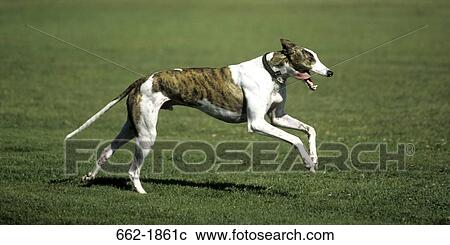 Greyhound running in a field View Large Photo Image Stock Image - Greyhound running in a field. Fotosearch