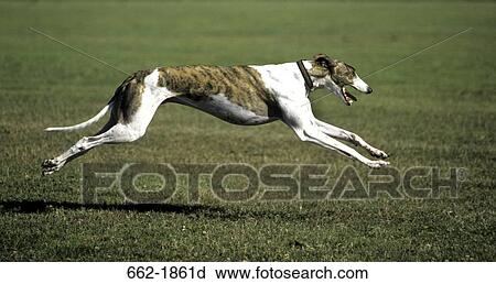 Stock Image - Greyhound running in a field. Fotosearch