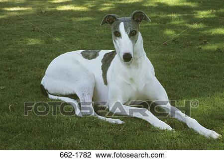 Stock Image - Greyhound sitting on grass. Fotosearch