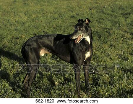 Stock Image - Greyhound standing in a field. Fotosearch